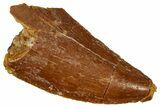 Serrated Raptor Tooth - Real Dinosaur Tooth #333366-1